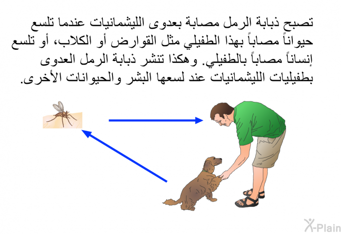 تصبح ذبابة الرمل مصابة بعدوى الليشمانيات عندما تلسع حيواناً مصاباً بهذا الطفيلي مثل القوارض أو الكلاب، أو تلسع إنساناً مصاباً بالطفيلي. وهكذا تنشر ذبابة الرمل العدوى بطفيليات الليشمانيات عند لسعها البشر والحيوانات الأخرى.