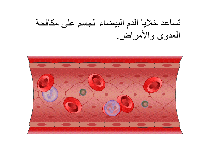 تساعد خلايا الدم البيضاء الجسمَ على مكافحة العدوى والأمراض.
