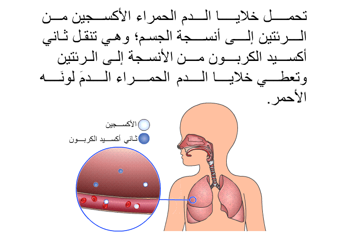 تحمل خلايا الدم الحمراء الأكسجين من الرئتين إلى أنسجة الجسم؛ وهي تنقل ثاني أكسيد الكربون من الأنسجة إلى الرئتين. وتعطي خلايا الدم الحمراء الدمَ لونَه الأحمر.