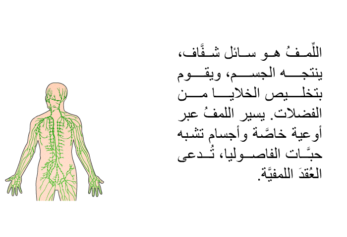 اللِّمفُ هو سائلٌ شفَّاف، ينتجه الجسم، ويقوم بتخليص الخلايا من الفضلات. يسير اللمفُ عبر أوعية خاصَّة وأجسامٍ تشبه حبَّات الفاصوليا، تُدعى العُقدَ اللمفيَّة.