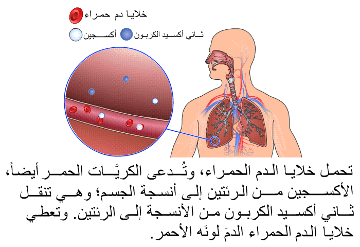 تحمل خلايا الدم الحمراء، وتُدعى الكريَّات الحمر أيضاً، الأكسجين من الرئتين إلى أنسجة الجسم؛ وهي تنقل ثاني أكسيد الكربون من الأنسجة إلى الرئتين. وتعطي خلايا الدم الحمراء الدمَ لونَه الأحمر.