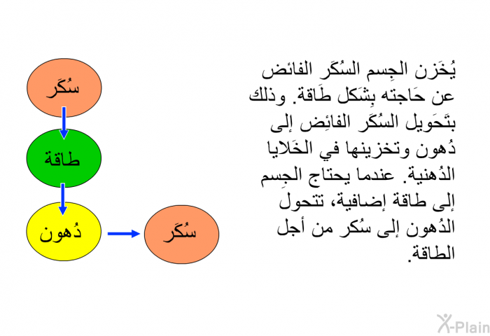 يُخَزن الجِسم السُكَر الفائض عن حَاجته بِشَكل طَاقة. وذلك بِتَحَويل السُكَر الفائِض إلى دُهون وتخزينها في الخَلايا الدُهنية. عندما يحتاج الجِسم إلى طاقة إضافية، تتحول الدُهون إلى سُكر من أجل الطاقة.