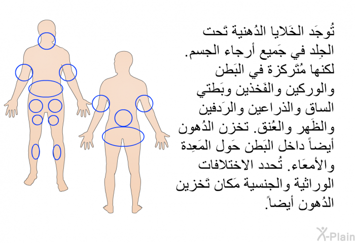 تُوجَد الخَلايا الدُهنية تَحت الجِلد في جَميع أرجاء الجِسم. لكنها مُتَركزة في البَطن والوِركين والفَخذين وبَطتي الساق والذراعين والرَدفين والظَهر والعُنق. تخزن الدُهون أيضاً داخل البَطن حَول المَعِدة والأمعَاء. تُحدد الاختلافات الوراثية والجِنسية مَكان تَخزين الدُهون أيضاً.