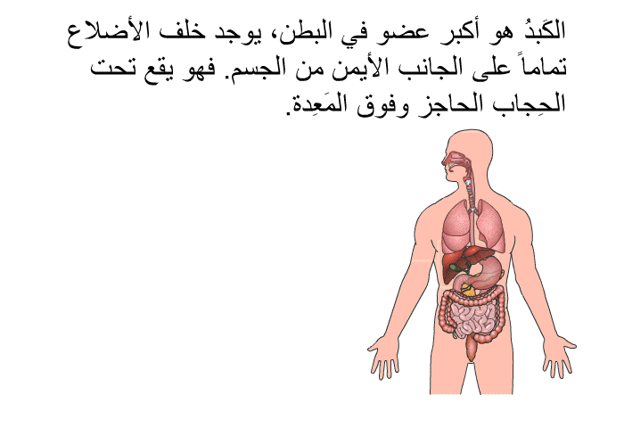 الكَبِدُ هو أكبر عضو في البطن، يوجد خلف الأضلاع تماماً على الجانب الأيمن من الجسم. فهو يقع تحت الحِجاب الحاجز وفوق المَعِدة.