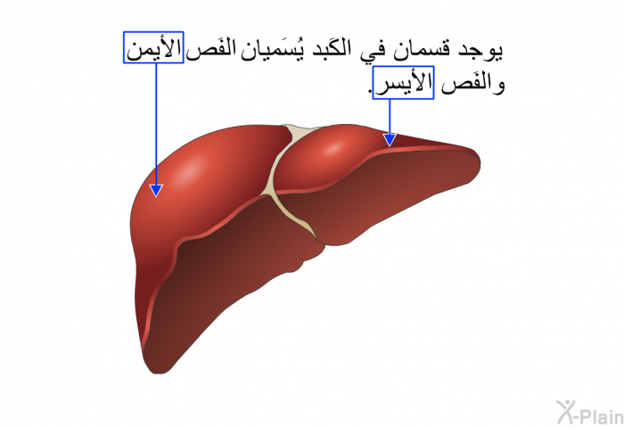 يوجد قسمان في الكَبِد يُسَميان الفَص الأيمن والفَص الأيسر.