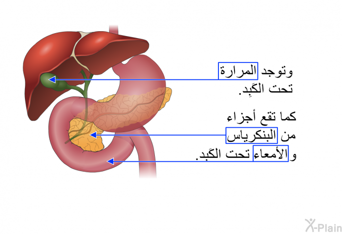 وتوجد المرارة تحت الكَبِد. كما تقع أجزاء من البنكرياس والأمعاء تحت الكَبِد.