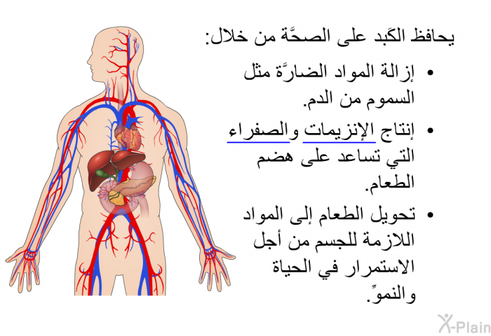 يحافظ الكَبِد على الصحَّة من خلال:   إزالة المواد الضارَّة مثل السموم من الدم.  إنتاج الإنزيمات والصفراء التي تساعد على هضم الطعام. تحويل الطعام إلى المواد اللازمة للجسم من أجل الاستمرار في الحياة والنموِّ.