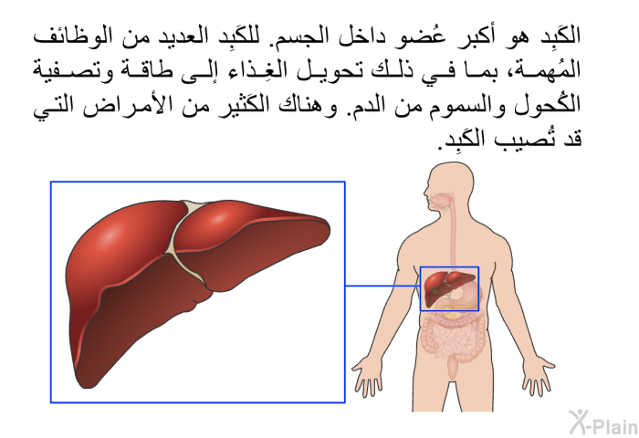 الكَبِد هو أكبر عُضو داخل الجسم. للكَبِد العديد من الوظائف المُهمة، بما في ذلك تحويل الغِذاء إلى طاقة وتصفية الكُحول والسموم من الدم. وهناك الكَثير من الأمراض التي قد تُصيب الكَبِد.