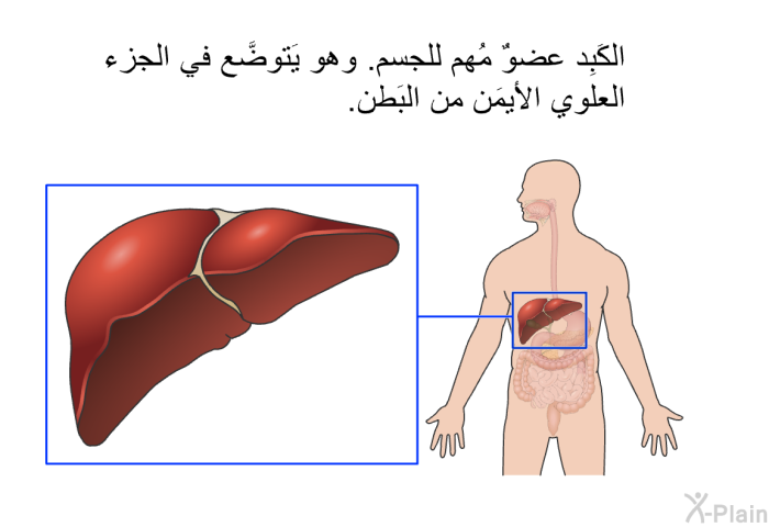 الكَبِد عضوٌ مُهم للجسم. وهو يَتوضَّع في الجزء العلوي الأيمَن من البَطن.