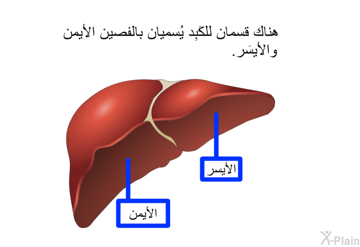 هناك قسمان للكَبِد يُسميان بالفصين الأيمن والأيسَر.