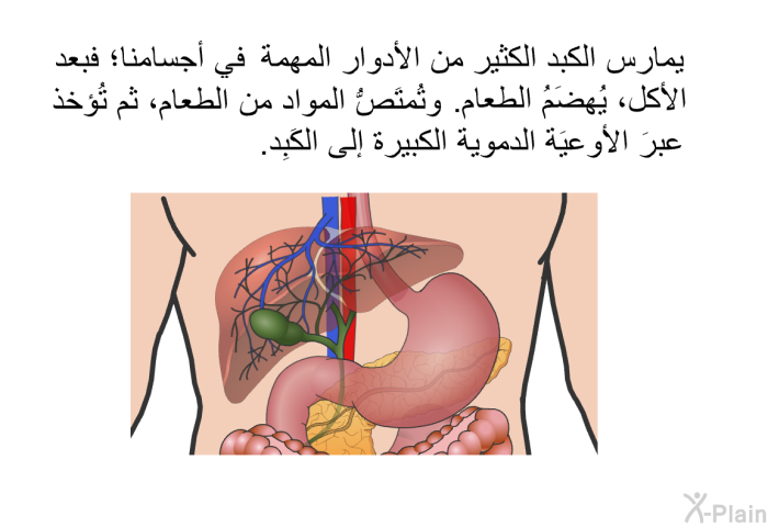 يمارس الكبد الكثير من الأدوار المهمة في أجسامنا؛ فبعد الأكل، يُهضَمُ الطعام. وتُمتَصُّ المواد من الطعام، ثم تُؤخذ عبرَ الأوعيَة الدموية الكبيرة إلى الكَبِد.