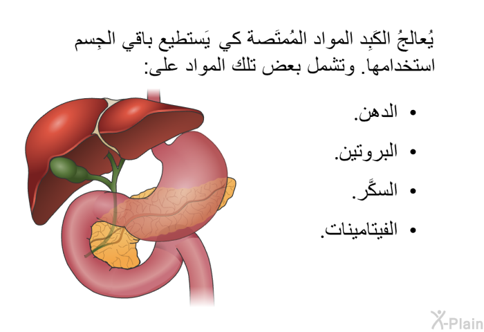 يُعالجُ الكَبِد المواد المُمتَصة كي يَستطيع باقي الجِسم استخدامها. وتشمل بعض تلك المواد على:   الدهن.  البروتين.  السكَّر. الفيتامينات.