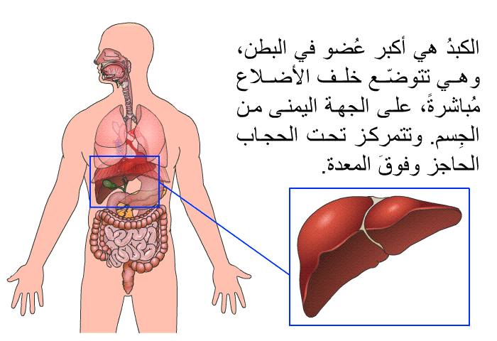 الكبدُ هي أكبر عُضو في البطن، وهي تتوضّع خلف الأضلاع مُباشرةً، على الجهة اليمنى من الجِسم. وتتمركز تحت الحجاب الحاجز وفوقَ المعدة.