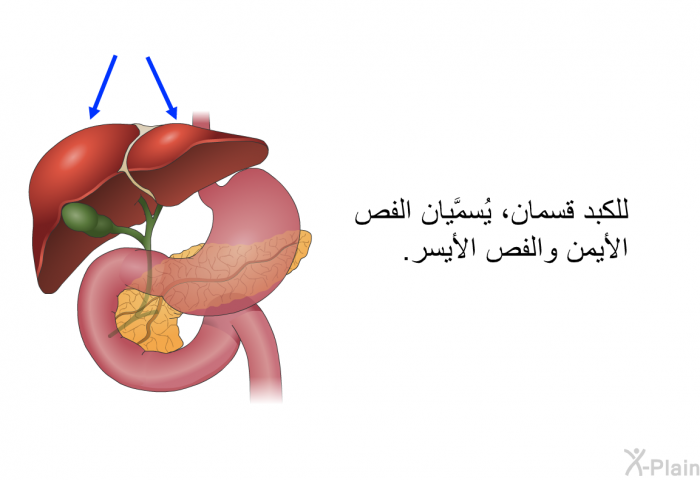 للكبد قسمان، يُسمَّيان الفص الأيمن والفص الأيسر.