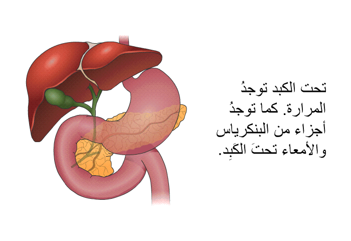 تحت الكبد توجدُ المرارة. كما توجدُ أجزاء من البنكرياس والأمعاء تحتَ الكَبِد.