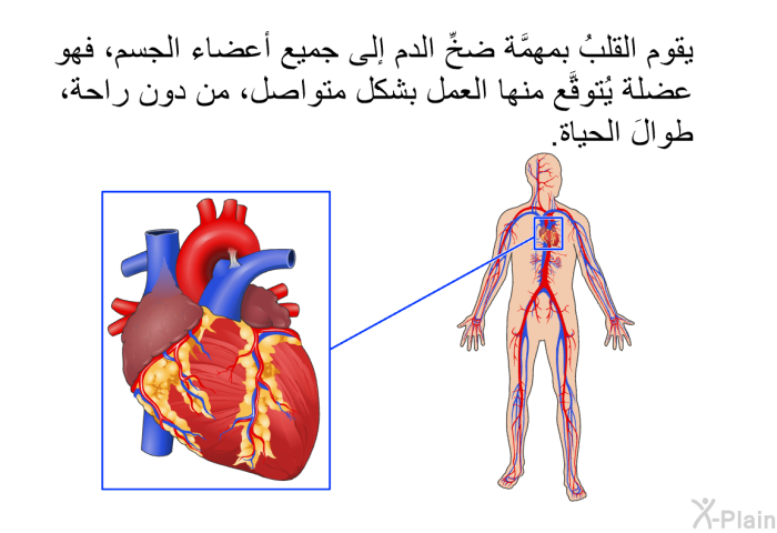 يقوم القلبُ بمهمَّة ضخِّ الدم إلى جميع أعضاء الجسم، فهو عضلة يُتوقَّع منها العمل بشكل متواصل، من دون راحة، طوالَ الحياة!