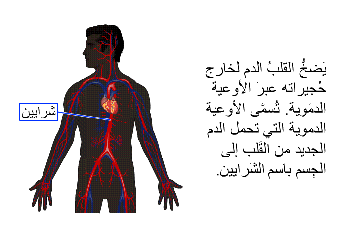 يَضخُّ القلبُ الدم لخارج حُجيراته عبرَ الأوعية الدمَوية. تُسمَّى الأوعية الدموية التي تحمل الدم الجديد من القَلب إلى الجِسم باسم "الشَرايين".