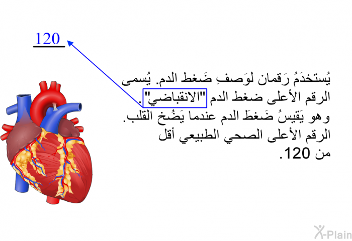 يُستخدَمُ رَقمان لوَصفِ ضَغط الدم. يُسمى الرقم الأعلى ضغط الدم "الانقباضي". وهو يَقيسُ ضَغطَ الدم عندما يَضُخ القلب. الرقم الأعلى الصحي الطبيعي أقل من 120.