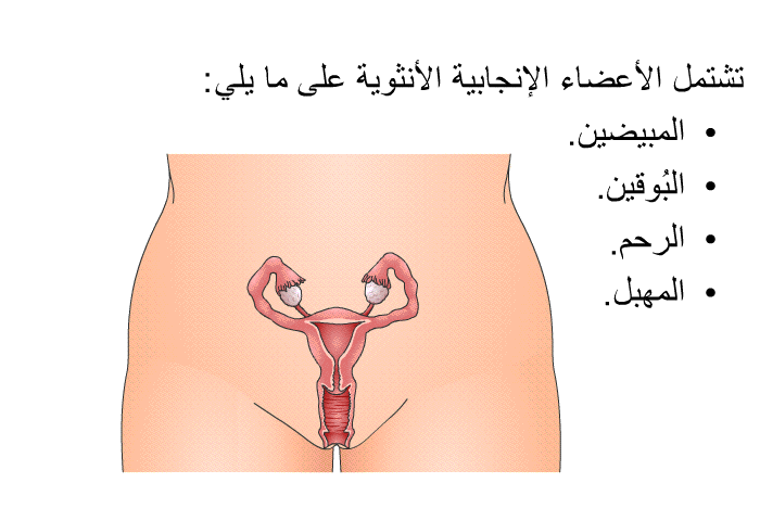 تشتمل الأعضاء الإنجابية الأنثوية على ما يلي:  المبيضين. البُوقين. الرحم المهبل.