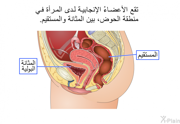 تقع الأعضاءُ الإنجابية لدى المرأة في منطقة الحوض، بين المثانة والمستقيم.