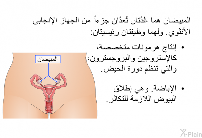 المبيضان هما غُدَّتان تُعدَّان جزءاً من الجهاز الإنجابي الأنثوي. ولهما وظيفتان رئيسيتان:  إنتاج هرمونات متخصصة، كالإستروجين والبروجسترون، والتي تنظم دورة الحيض. الإباضة. وهي إطلاق البيوض اللازمة للتكاثر.