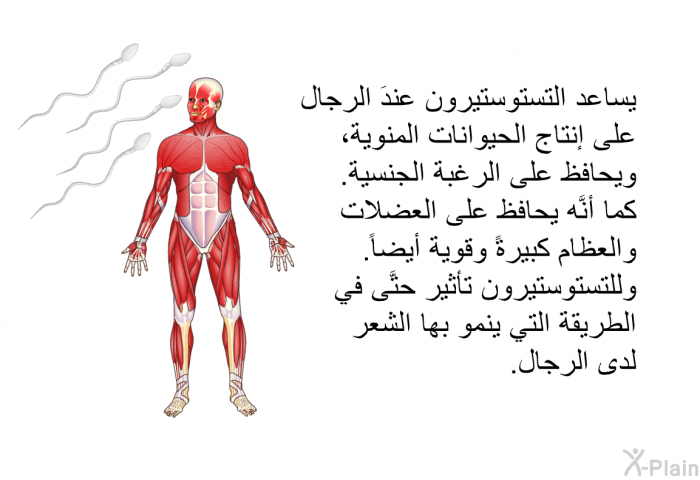 يساعد التستوستيرون عندَ الرجال على إنتاج الحيوانات المنوية، ويحافظ على الرغبة الجنسية. كما أنَّه يحافظ على العضلات والعظام كبيرةً وقوية أيضاً. وللتستوستيرون تأثيرٌ حتَّى في الطريقة التي ينمو بها الشعر لدى الرجال.