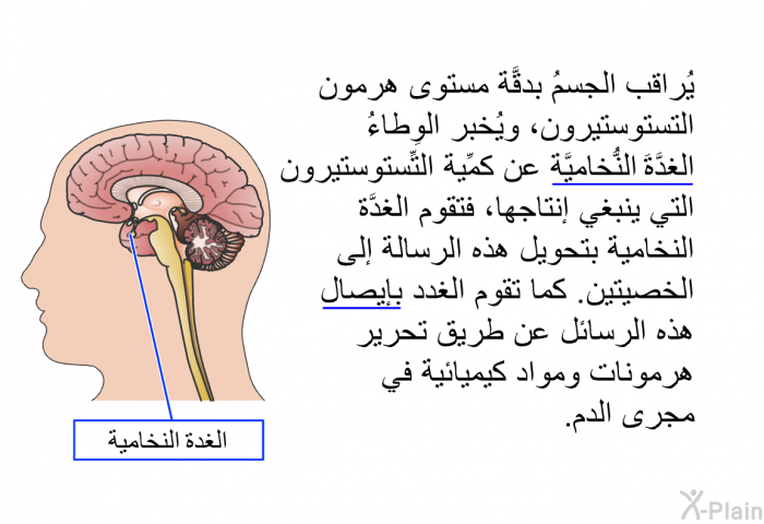 يُراقب الجسمُ بدقَّة مستوى هرمون التستوستيرون، ويُخبر الوِطاءُ الغدَّةَ النُّخاميَّة عن كمِّية التِّستوستيرون التي ينبغي إنتاجها، فتقوم الغدَّة النخامية بتحويل هذه الرسالة إلى الخصيتين. كما تقوم الغدد بإيصال هذه الرسائل عن طريق تحرير هرمونات ومواد كيميائية في مجرى الدم.
