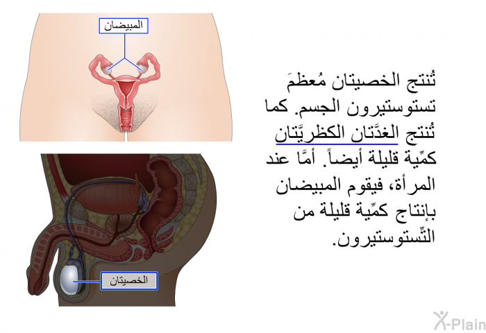 تُنتج الخصيتان مُعظمَ تستوستيرون الجسم. كما تُنتج الغدَّتان الكظريَّتان كمِّية قليلة أيضاً. أمَّا عند المرأة، فيقوم المبيضان بإنتاج كمِّية قليلة من التِّستوستيرون.