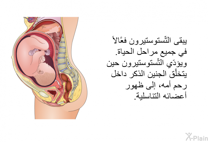 يبقى التِّستوستيرون فعَّالاً في جميع مراحل الحياة. ويؤدّي التِّستوستيرون حين يتخلَّق الجنين الذكر داخل رحم أمه، إلى ظهور أعضائه التناسلية.