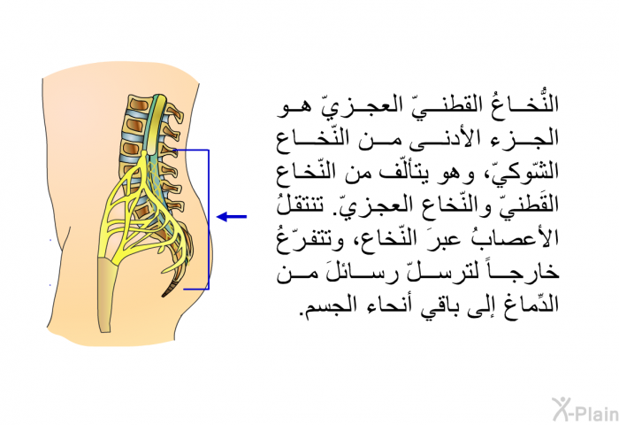 النُّخاعُ القطنيّ العجزيّ هو الجزء الأدنى من النّخاع الشّوكيّ، وهو يتألّف من النّخاع القَطنيّ والنّخاع العجزيّ. تنتقلُ الأعصابُ عبرَ النّخاع، وتتفرّعُ خارجاً لترسلّ رسائلَ من الدِّماغ إلى باقي أنحاء الجسم.