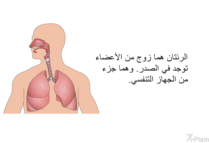 الرئتان هما زوج من الأعضاء توجد في الصدر. وهما جزء من الجهاز التنفسي.