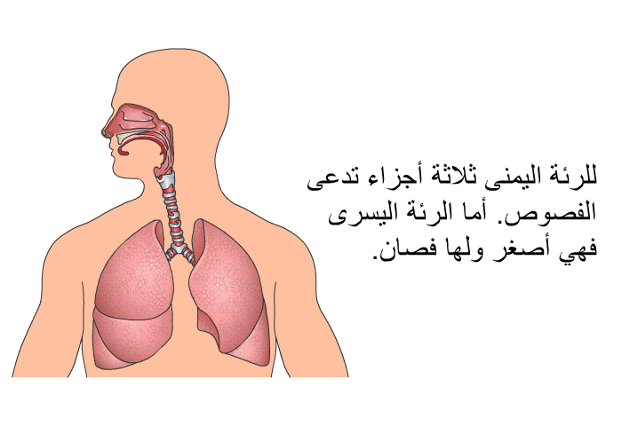للرئة اليمنى ثلاثة أجزاء تدعى الفصوص. أما الرئة اليسرى فهي أصغر ولها فصان.