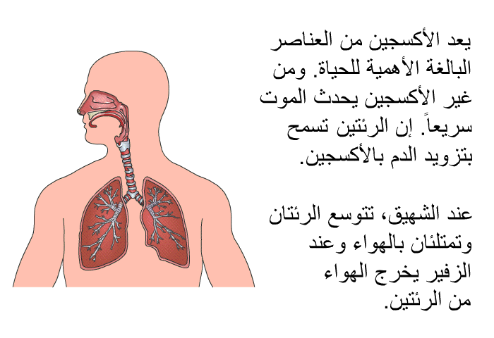 يعد الأكسجين من العناصر البالغة الأهمية للحياة. ومن غير الأكسجين يحدث الموت سريعاً. إن الرئتين تسمح بتزويد الدم بالأكسجين. 
 عند الشهيق، تتوسع الرئتان وتمتلئان بالهواء وعند الزفير يخرج الهواء من الرئتين.