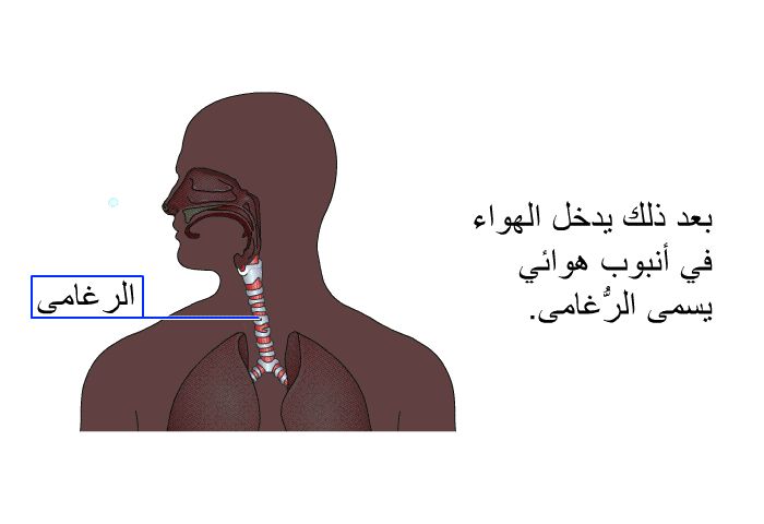 بعد ذلك يدخل الهواء في أنبوب هوائي يسمى الرُّغامى.