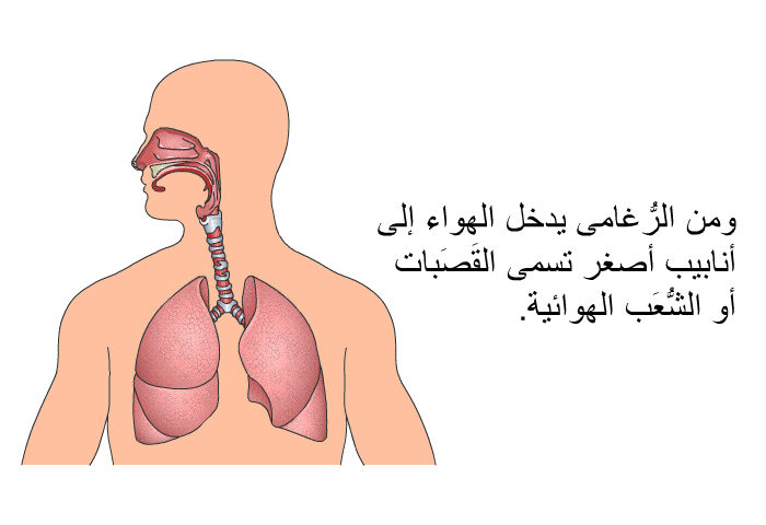 ومن الرُّغامى يدخل الهواء إلى أنابيب أصغر تسمى القَصَبات أو الشُّعَب الهوائية.