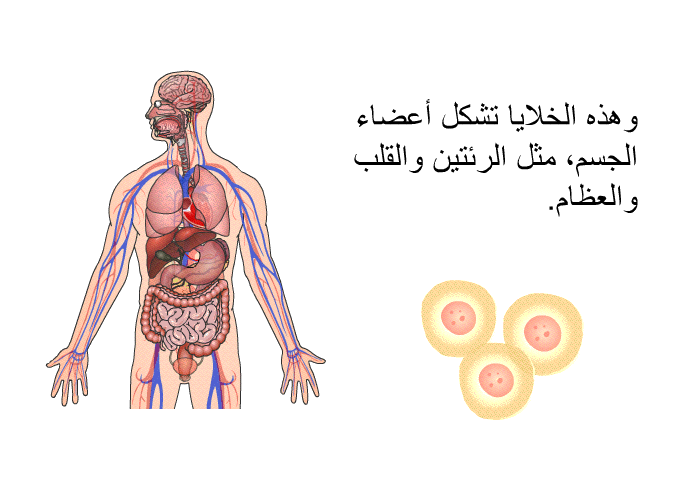 وهذه الخلايا تشكل أعضاء الجسم، مثل الرئتين والقلب والعظام.