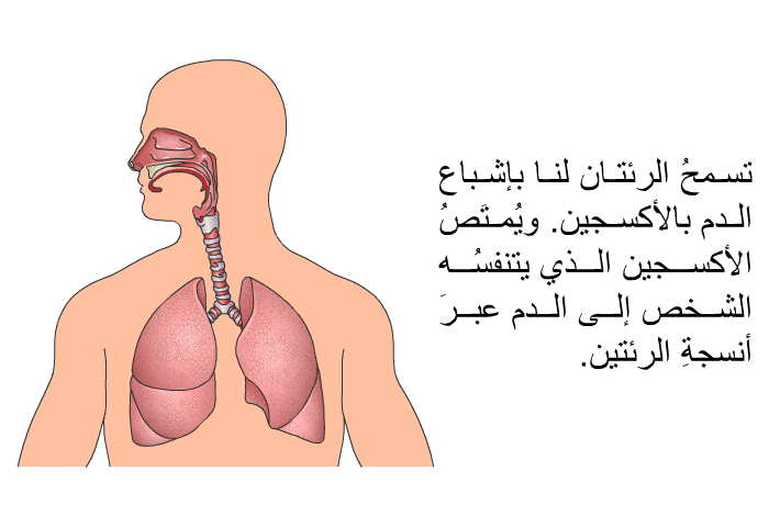 تسمحُ الرئتان لنا بإشباع الدمِ بالأكسجين. ويُمتَصُ الأكسجين الذي يتنفسُه الشخص إلى الدم عبرَ أنسجةِ الرئتين.