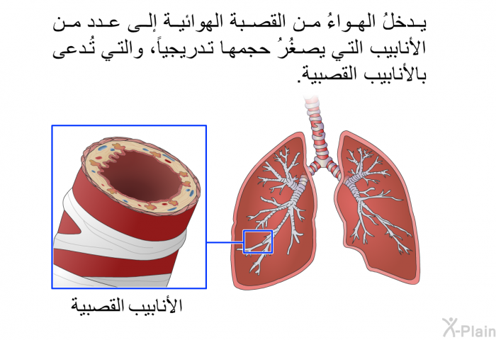 يدخلُ الهواءُ من القصبة الهوائية إلى عدد من الأنابيب التي يصغُرُ حجمها تدريجياً، والتي تُدعى بالأنابيب القصبية.