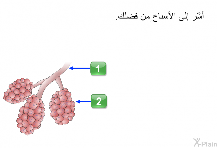 أشّر إلى الأسناخِ من فضلك.