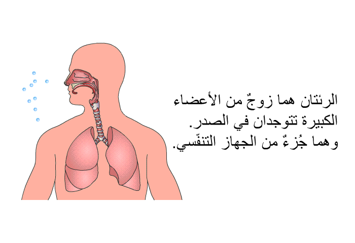 الرئتان هما زوجٌ من الأعضاء الكبيرة تتوجدان في الصدر. وهما جُزءٌ من الجهاز التنفّسي.