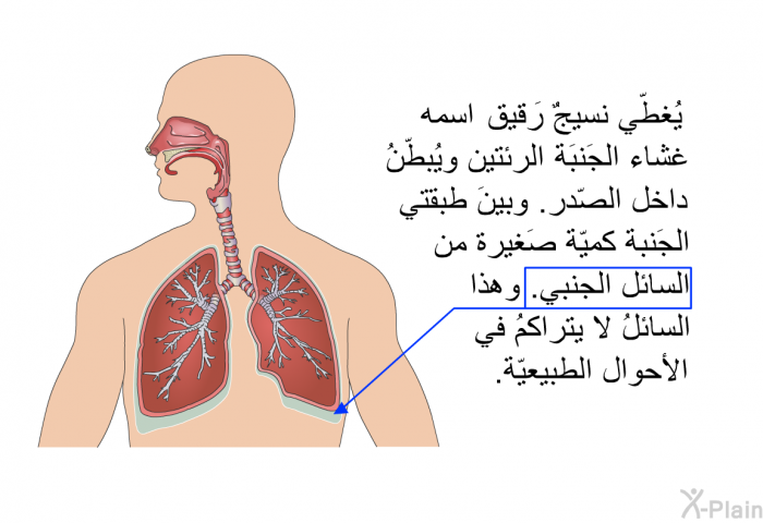 يُغطّي نسيجٌ رَقيق اسمه غشاء الجَنبَة الرئتين ويُبطّنُ داخل الصّدر. وبينَ طبقتي الجَنبة كميّة صَغيرة من السائل الجنبي. وهذا السائلُ لا يتراكمُ في الأحوال الطبيعيّة.