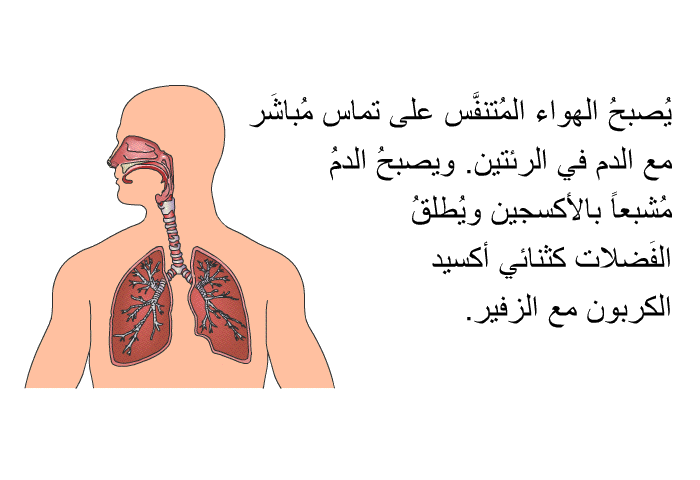 يُصبحُ الهواء المُتنفَّس على تماس مُباشَر مع الدم في الرئتين. ويصبحُ الدمُ مُشبعاً بالأكسجين ويُطلقُ الفَضلات كثنائي أكسيد الكربون مع الزفير.