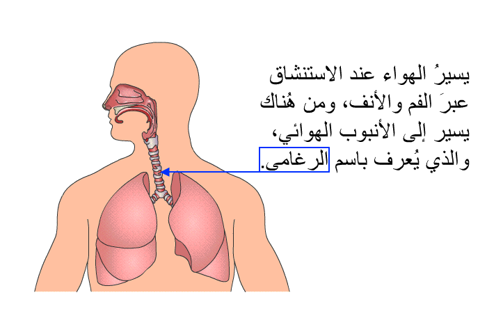 يسيرُ الهواء عند الاستنشاق عبرَ الفم والأنف، ومن هُناك يسير إلى الأنبوب الهوائي، والذي يُعرف باسم الرغامى.