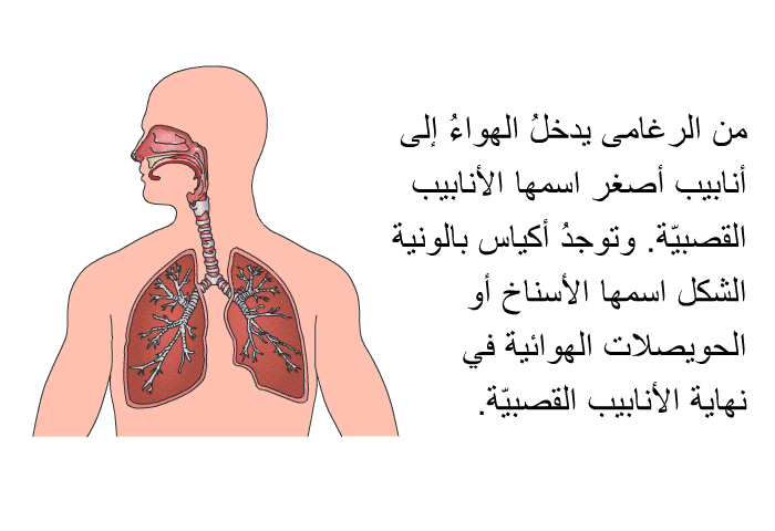 من الرغامى يدخلُ الهواءُ إلى أنابيب أصغر اسمها الأنابيب القصبيّة. وتوجدُ أكياس بالونية الشكل اسمها الأسناخ أو الحويصلات الهوائية في نهاية الأنابيب القصبيّة.
