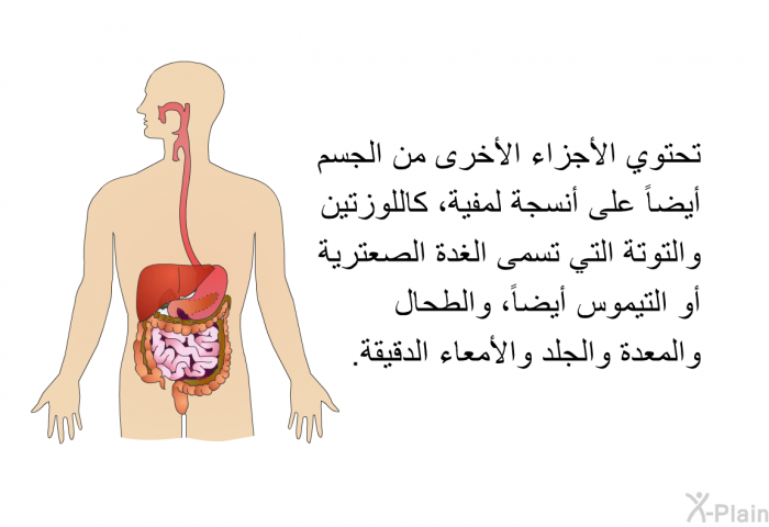 تحتوي الأجزاء الأخرى من الجسم أيضاً على أنسجة لمفية، كاللوزتين والتوتة التي تسمى الغدة الصعترية أو التيموس أيضاً، والطحال والمعدة والجلد والأمعاء الدقيقة.