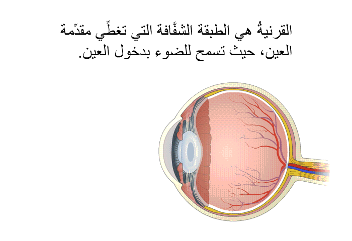 القرنيةُ هي الطبقة الشفَّافة التي تغطِّي مقدِّمة العين، حيث تسمح للضوء بدخول العين.