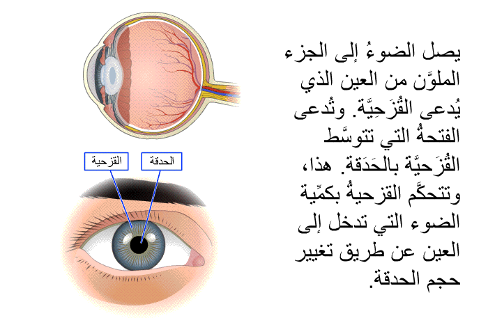 يصل الضوءُ إلى الجزء الملوَّن من العين الذي يُدعى القُزَحِيَّة. وتُدعى الفتحةُ التي تتوسَّط القُزَحيَّةَ بالحَدَقة. هذا، وتتحكَّم القزحيةُ بكمِّية الضوء التي تدخل إلى العين عن طريق تغيير حجم الحدقة.