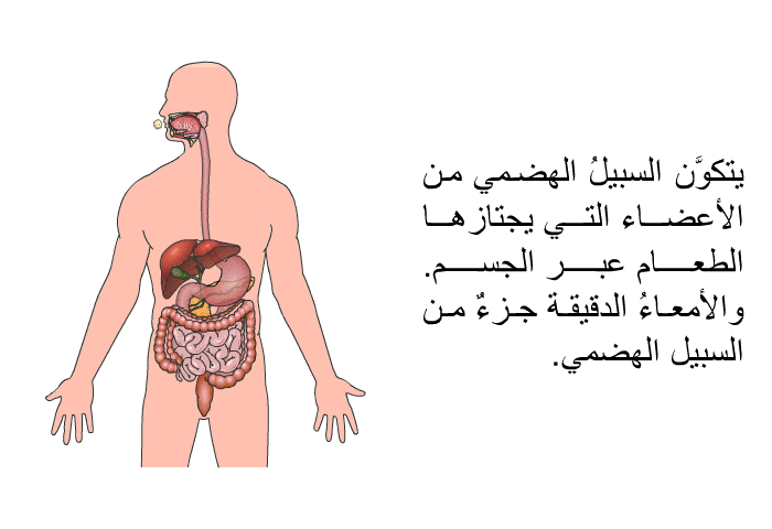 يتكوَّن السبيلُ الهضمي من الأعضاء التي يجتازها الطعام عبر الجسم. والأمعاءُ الدقيقة جزءٌ من السبيل الهضمي.