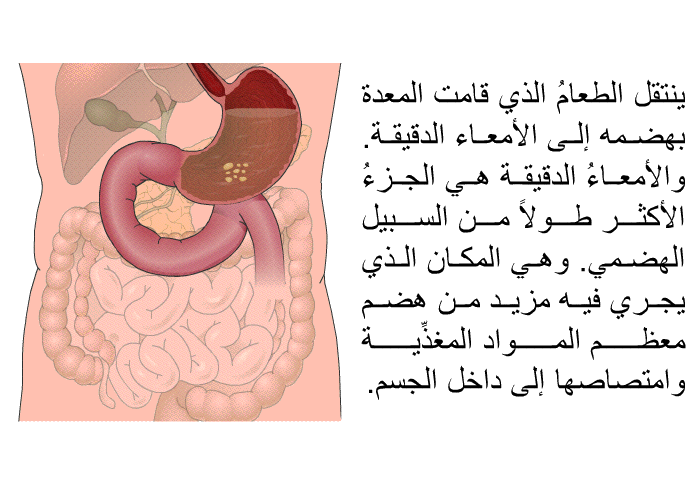 ينتقل الطعامُ الذي قامت المعدة بهضمه إلى الأمعاء الدقيقة. والأمعاءُ الدقيقة هي الجزءُ الأكثر طولاً من السبيل الهضمي. وهي المكان الذي يجري فيه مزيد من هضم معظم المواد المغذِّية وامتصاصها إلى داخل الجسم.