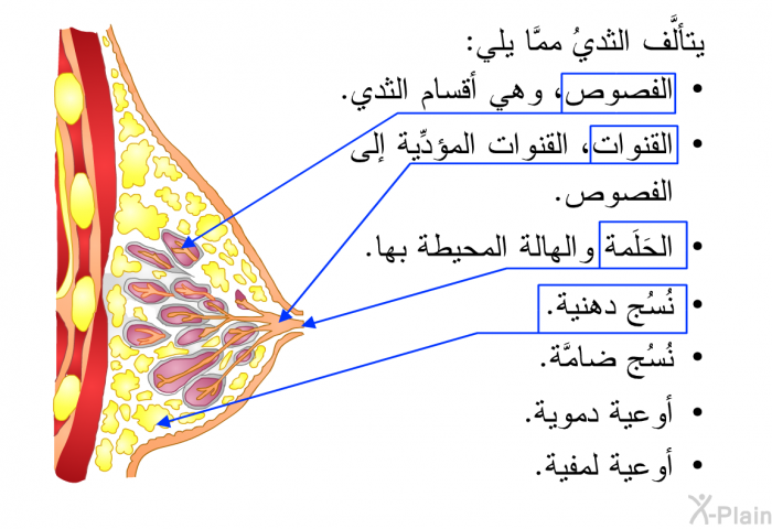 يتألَّف الثديُ ممَّا يلي:   الفصوص، وهي أقسام الثدي.  القنوات، القنوات المؤدِّية إلى الفصوص.  الحَلَمة والهالة المحيطة بها.  نُسُج دهنية.  نُسُج ضامَّة.  أوعية دموية.  أوعية لمفية.